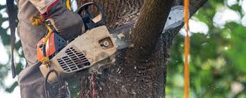 Best Arborist Consultation Services  in Lake Caroline, VA
