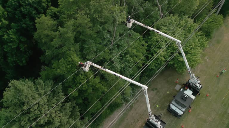 Lake Caroline, VA Tree Services Company