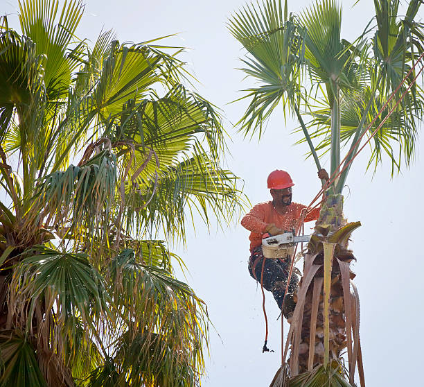 How Our Tree Care Process Works  in  Lake Caroline, VA