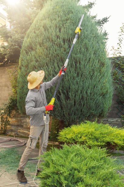 Lake Caroline, VA Tree Services Pros