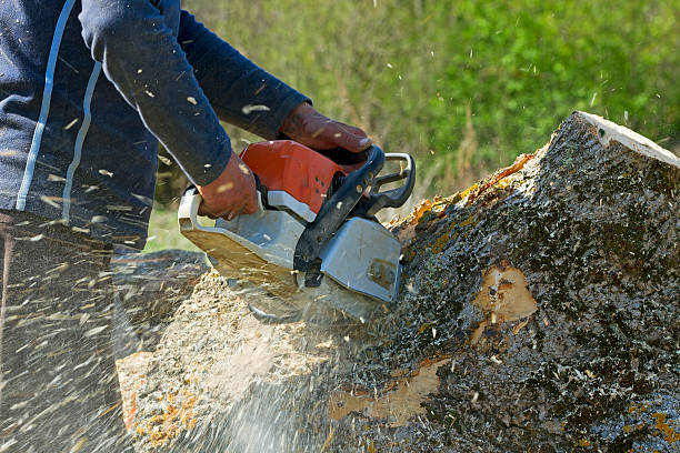 Best Tree Removal  in Lake Caroline, VA
