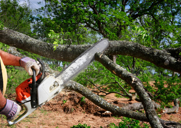 Best Lawn Drainage Solutions  in Lake Caroline, VA