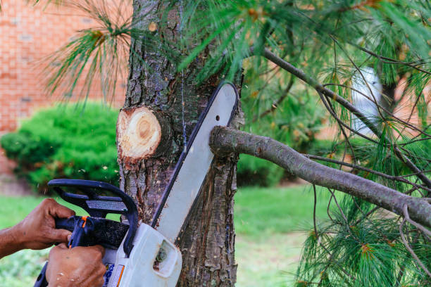 Best Hazardous Tree Removal  in Lake Caroline, VA